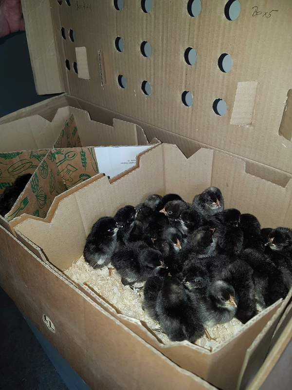 bantam