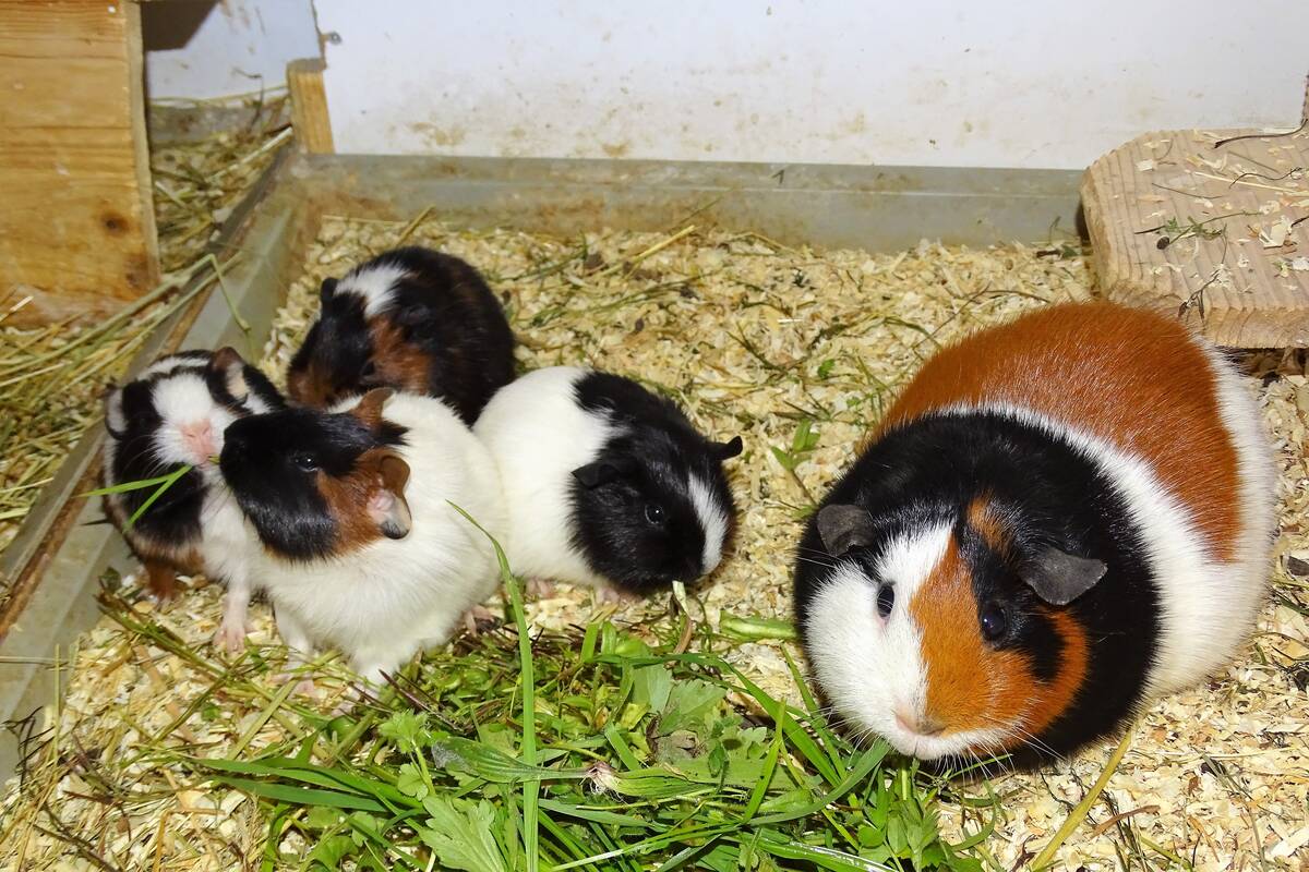 meerschwein 1